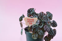 PLEASE DON'T DIE Plant Stake
