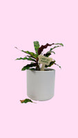 I WET MY PLANTS Plant Stake