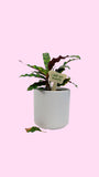 I WET MY PLANTS Plant Stake