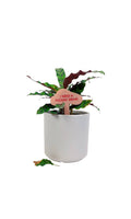 I NEED A FUCKIN' DRINK Plant Stake