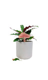 I NEED A FUCKIN' DRINK Plant Stake