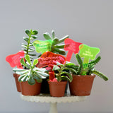 MY NEXT VICTIM Plant Stake