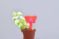 MY NEXT VICTIM Plant Stake