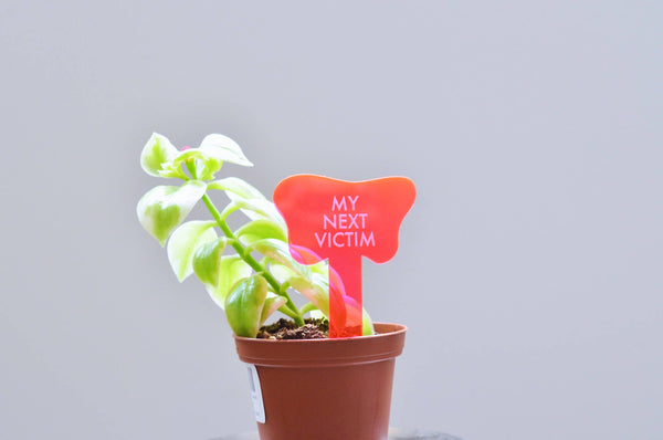 MY NEXT VICTIM Plant Stake
