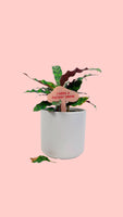 I NEED A FUCKIN' DRINK Plant Stake