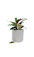 I WET MY PLANTS Plant Stake