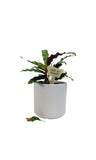 I WET MY PLANTS Plant Stake