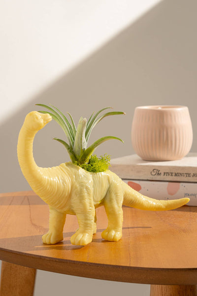 assorted Dinosaur  Planter with Air Plant